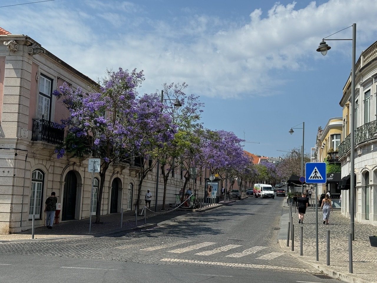 Jacaranda trees with purple blooms in Belem