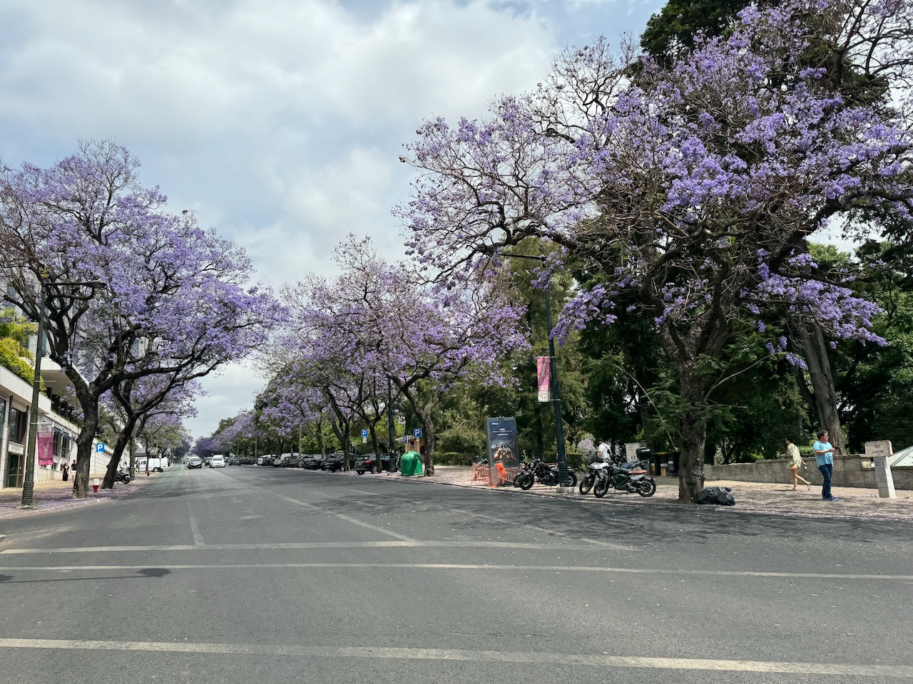 Jacaranda trees in Lisbon, Photo by ConsumerMojo.com