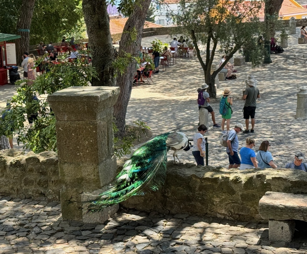 Peacock in the Castle of São Jorge. Photo by ConsumerMojo.com