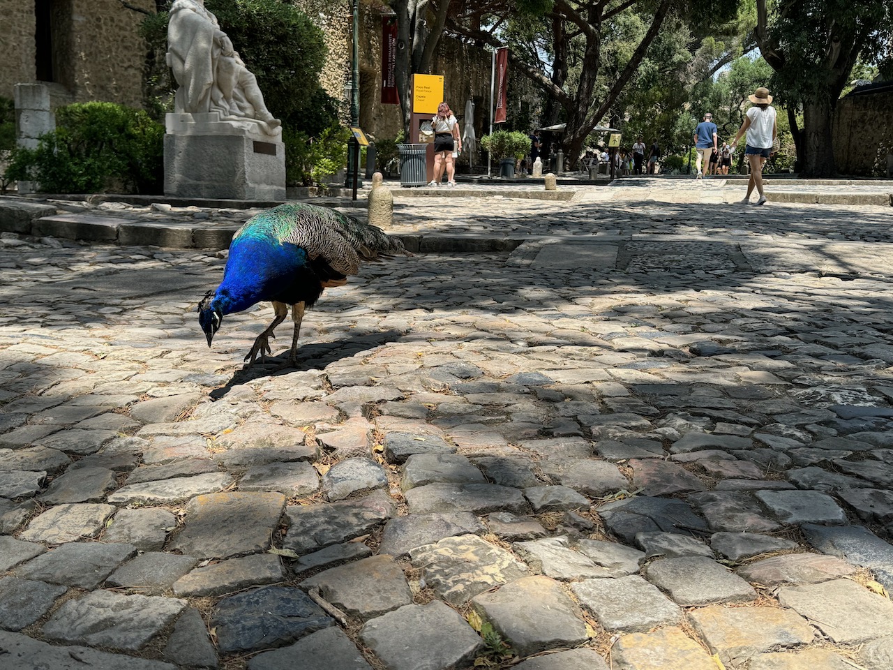 Peacock Pecking-Castello de Sâo Jorge, Photo by ConsumerMojo.com