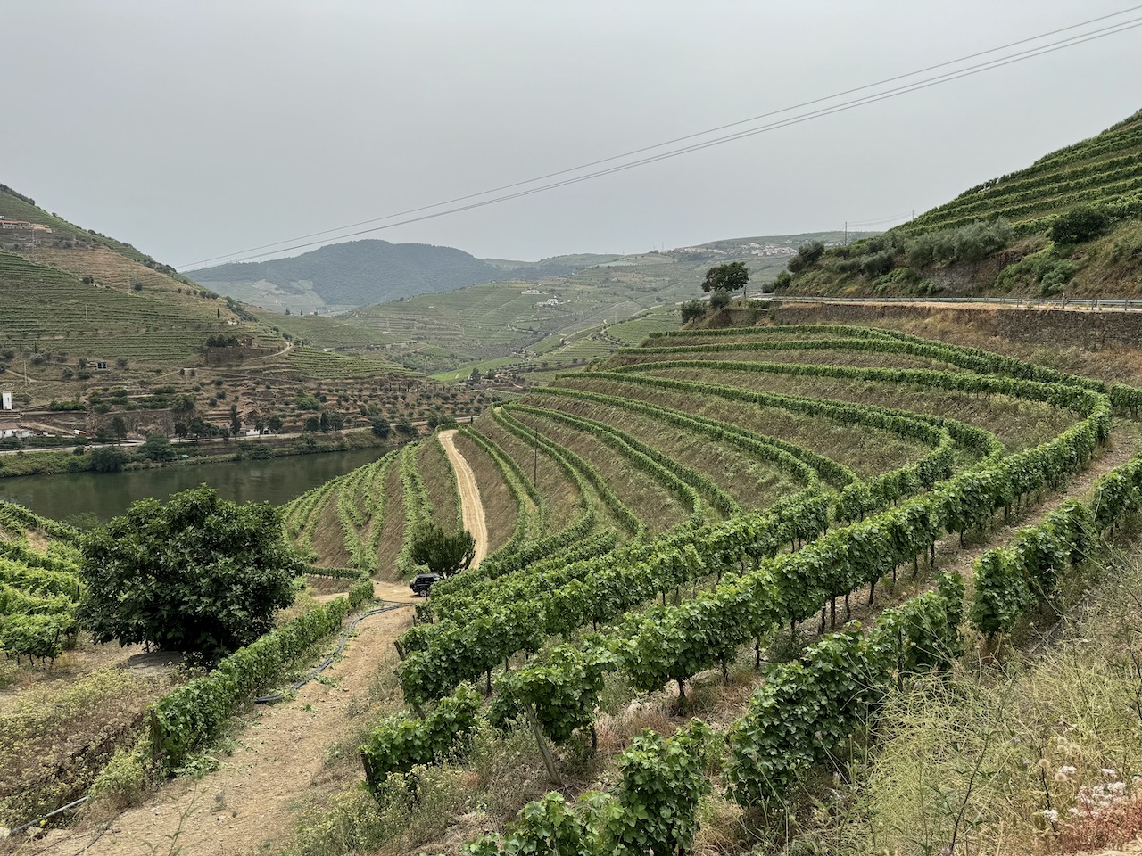 Ervedosa do Douro Vineyards in the Douro Valley. Photo by Consumer Mojo.com 