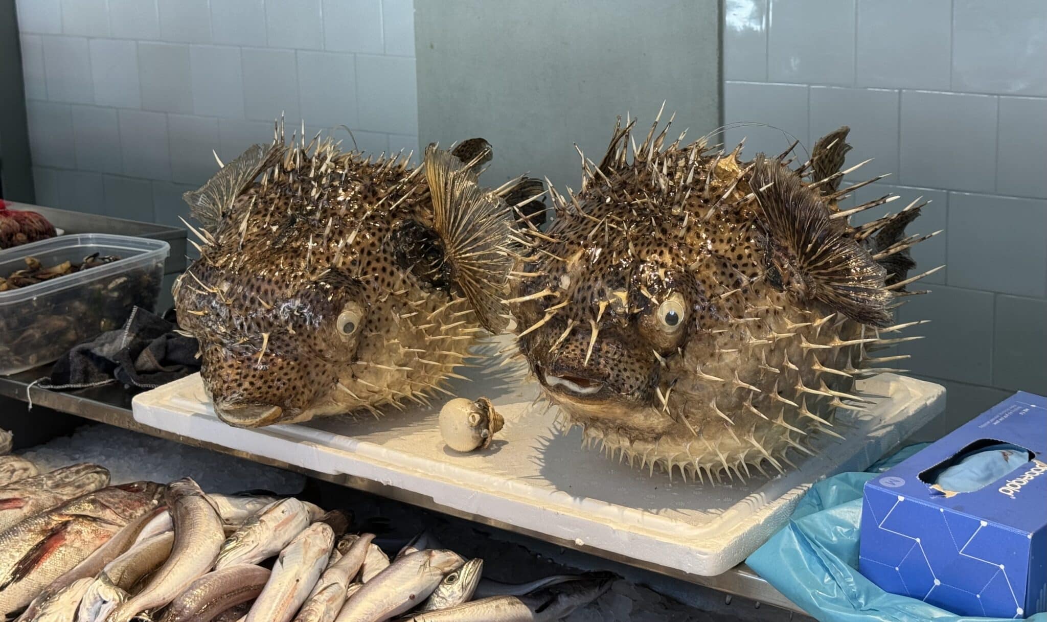 Blow fish in Mercado do Bolhâo. Photo by ConsumerMojo.com 