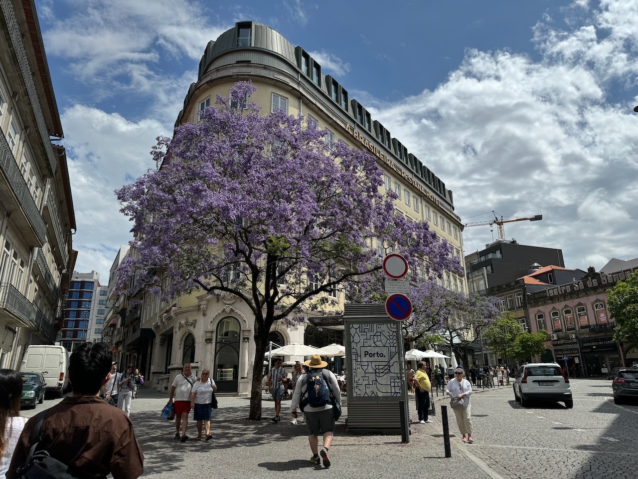 Porto and Jacaranda tree