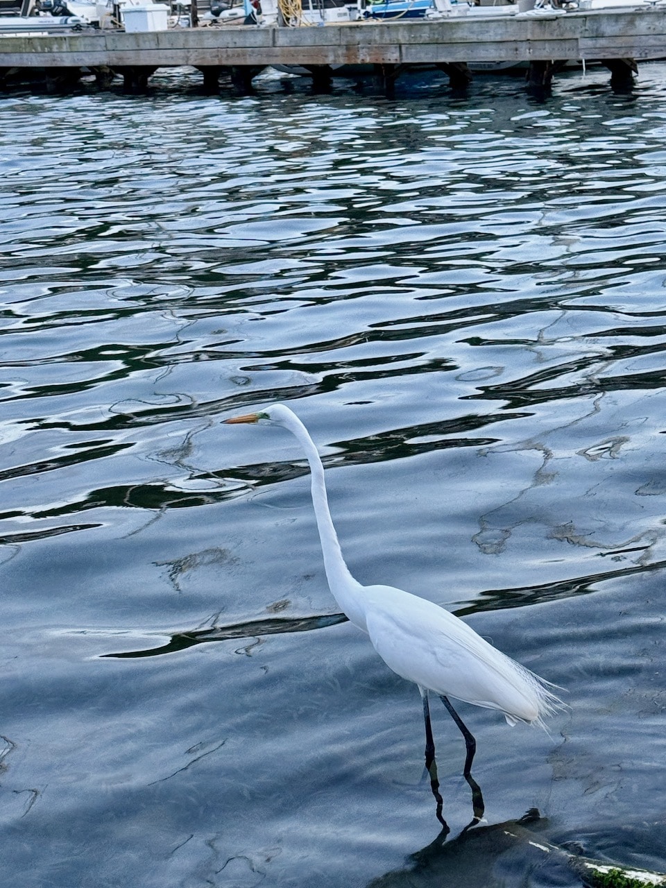 Egret at Waypoints dock in St. Thomas, U.S. V. I.